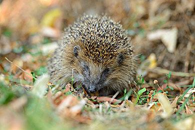 今天是《只狼：影逝二度》发售6周年